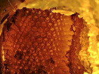 Close-up of a honeycomb texture illuminated by warm afternoon light, highlighting its natural patterns.