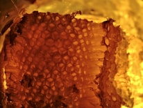 Close-up of hexagonal patterns softly illuminated, reflecting the natural geometry of honeycombs.