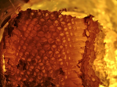 Macro shot of honeycomb texture glistening under warm natural light.
