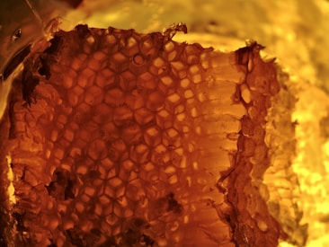 A close-up view of a honeycomb structure, illuminated by warm, golden light. The honeycomb displays its intricate hexagonal pattern, with varying shades of amber and honey hues reflecting the light.