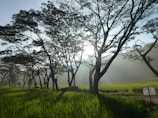 Soft morning light casting long shadows on acacia trees in an empty savannah.
