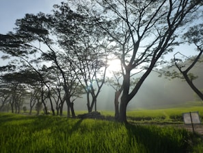 Soft morning light casting long shadows on acacia trees in an empty savannah.
