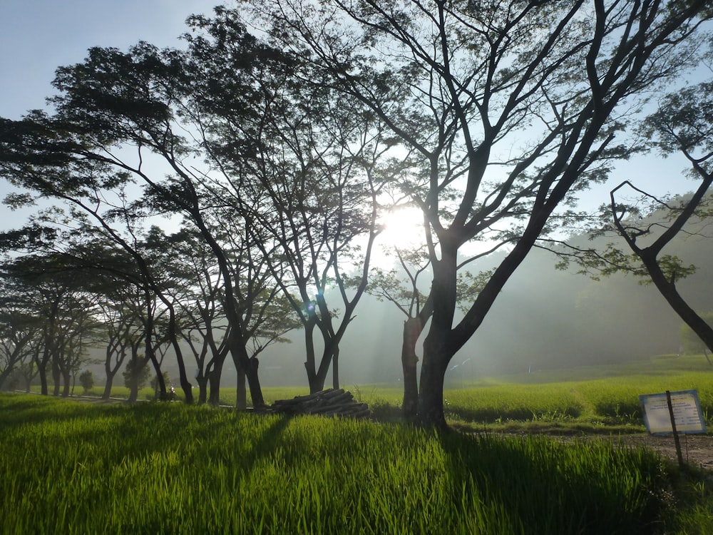 El sol brilla a través de los árboles en un campo cubierto de hierba