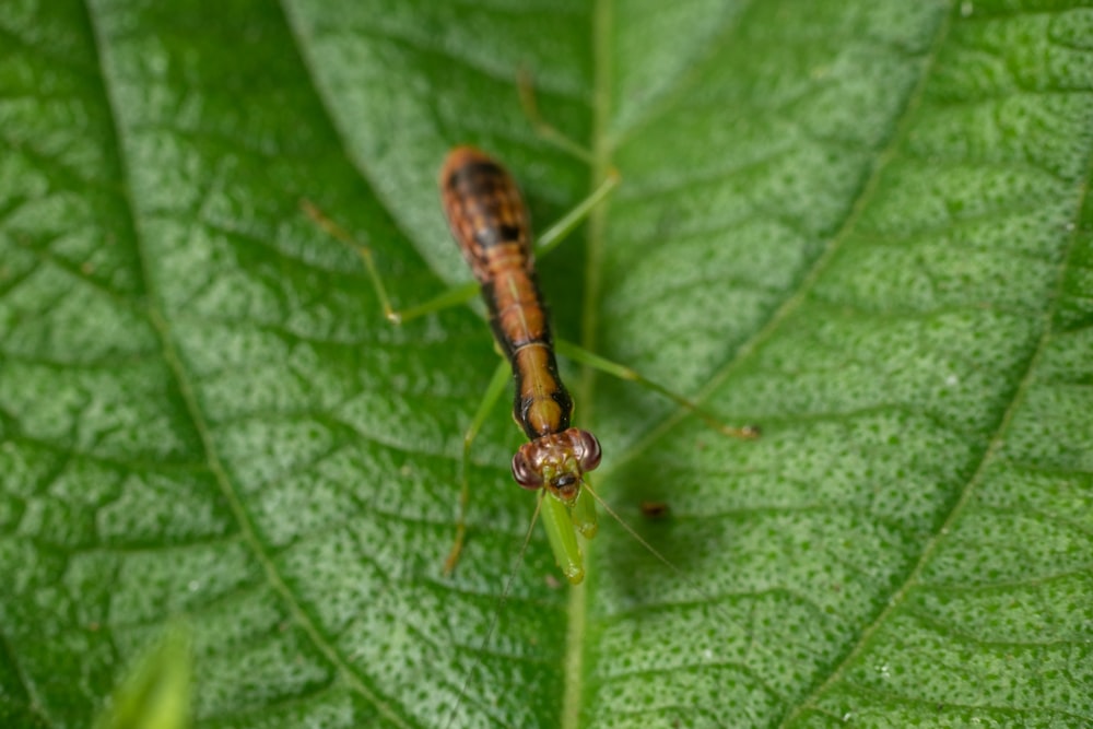 um close up de um inseto em uma folha