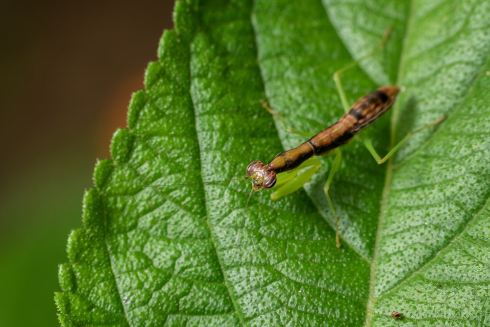 a bug is sitting on a green leaf