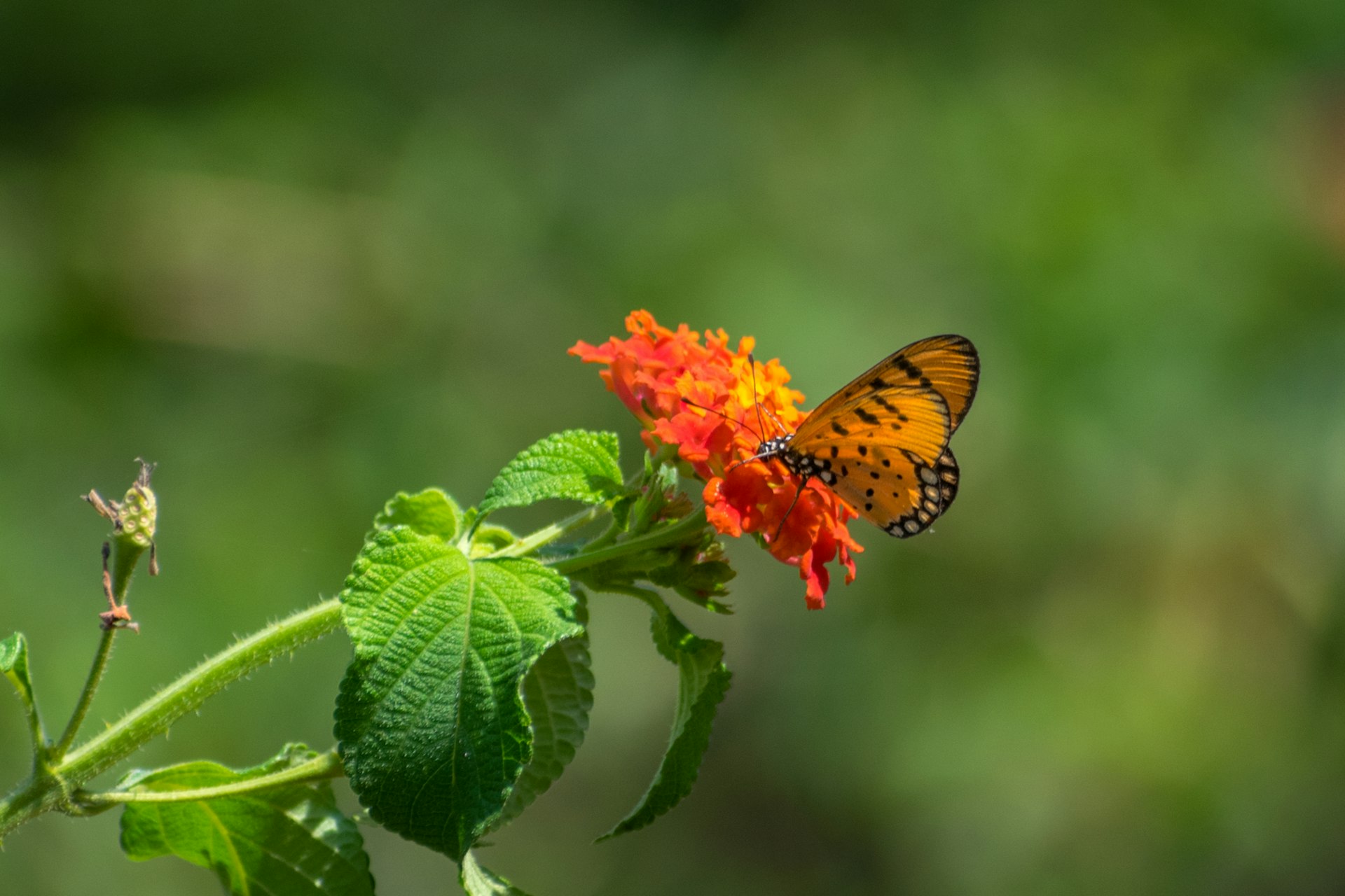 a butterfly sitting on top of a flower