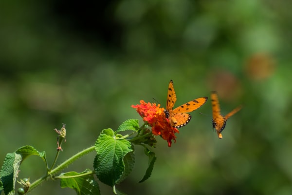 Ghana Butterfly Tour