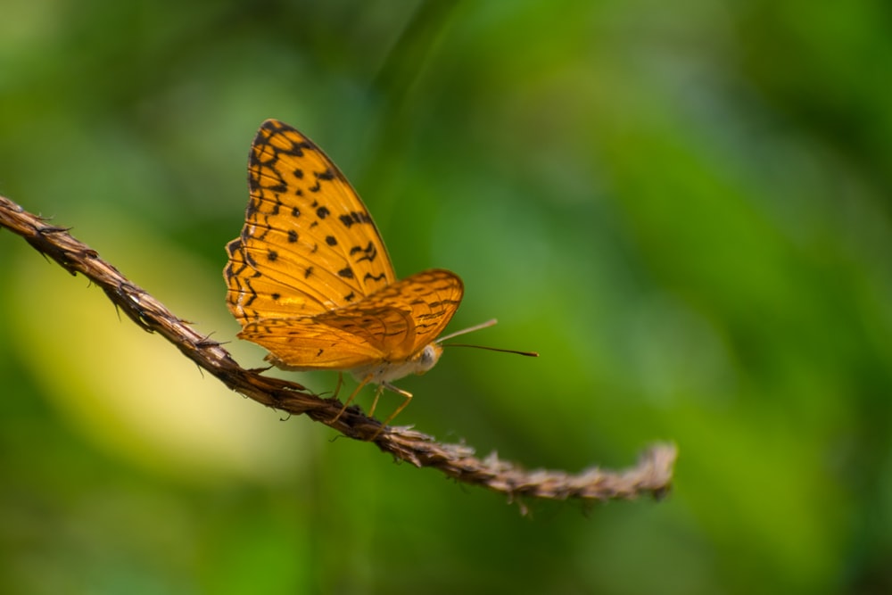 a small yellow butterfly sitting on a twig