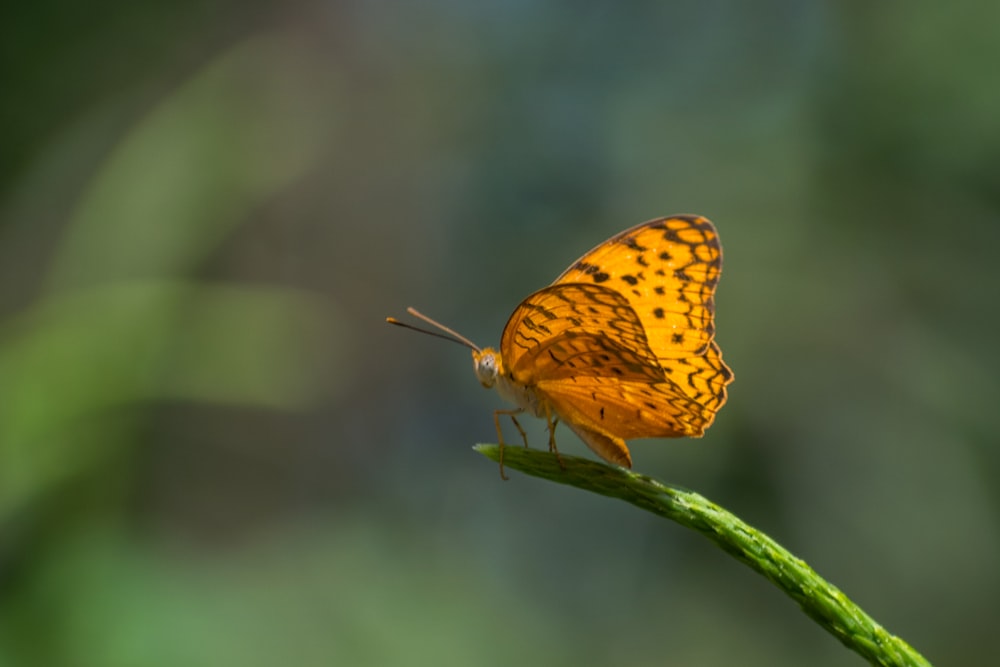 a yellow butterfly sitting on a green stem