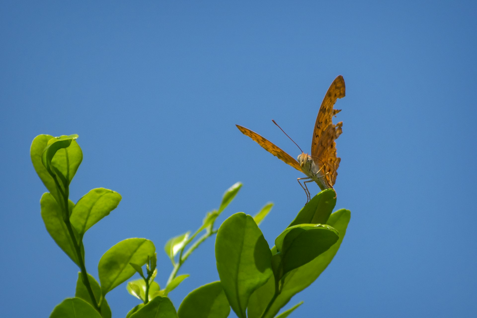 a butterfly sitting on top of a leafy plant