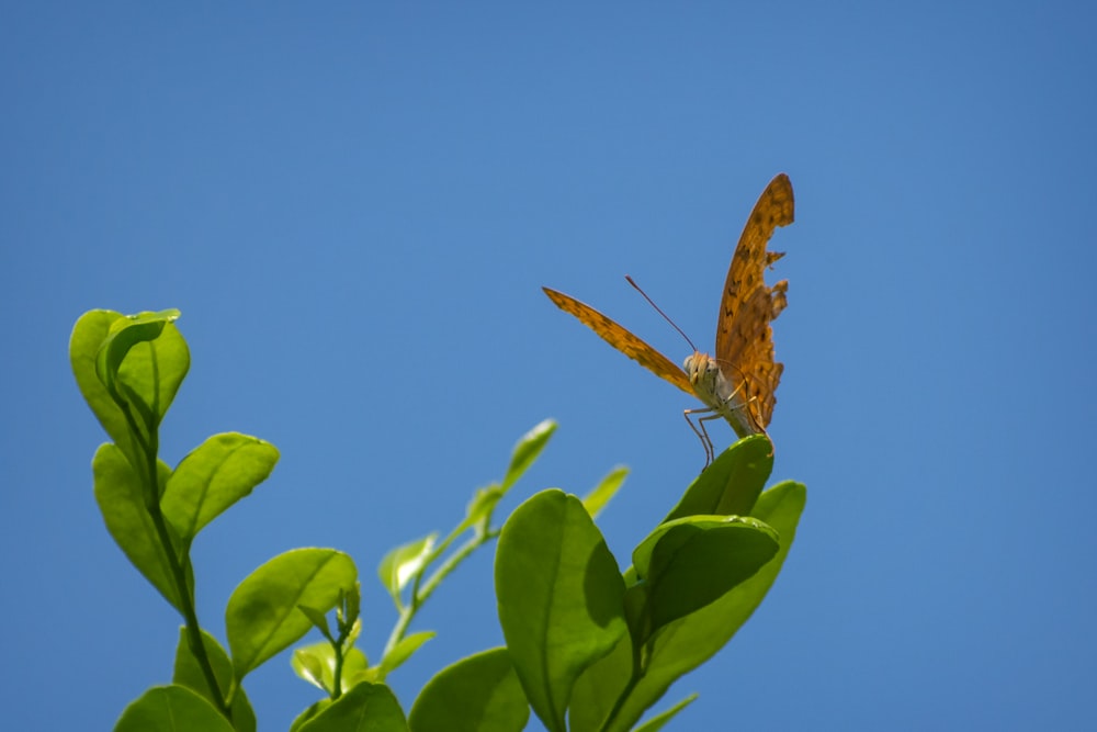 a butterfly sitting on top of a leafy plant