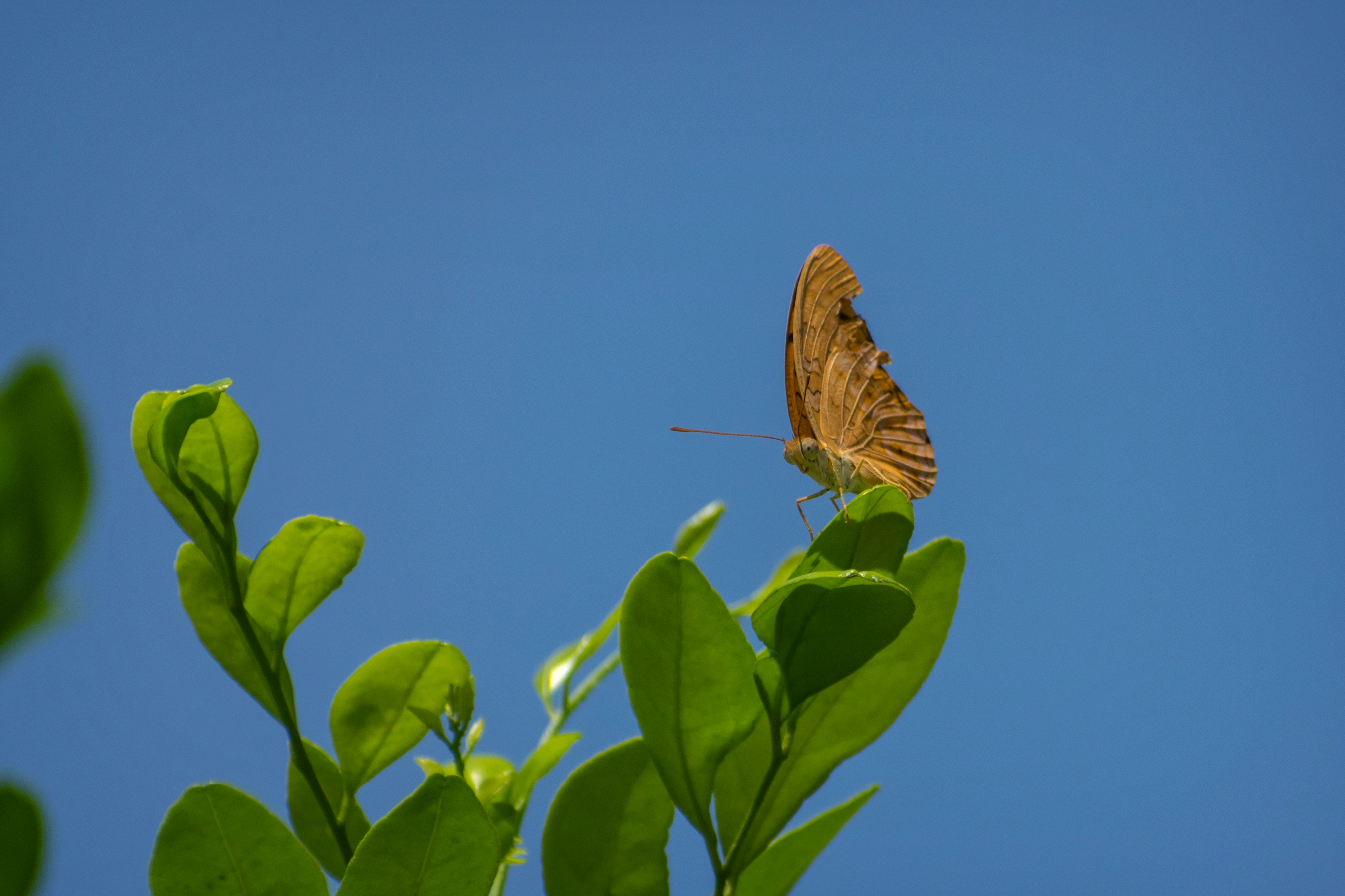 a butterfly sitting on top of a green leaf