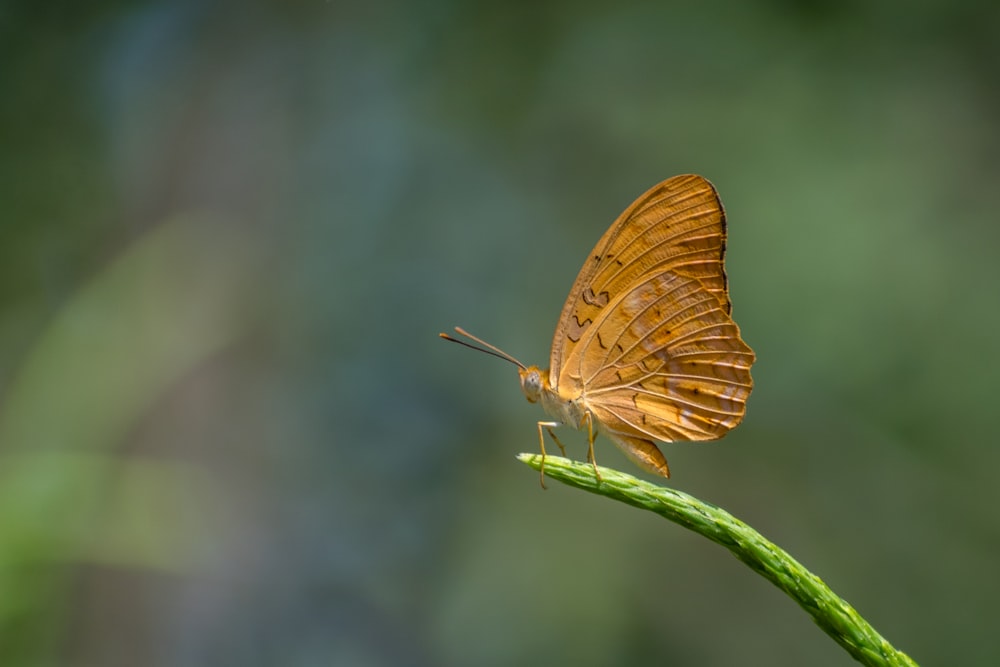 a butterfly sitting on top of a green plant