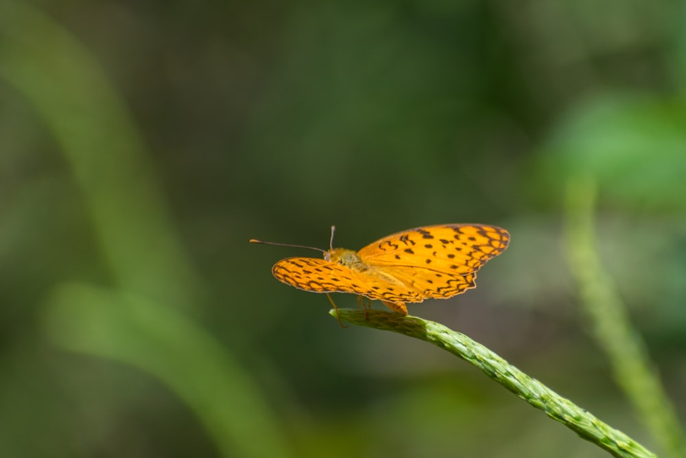 a small orange butterfly sitting on top of a green plant