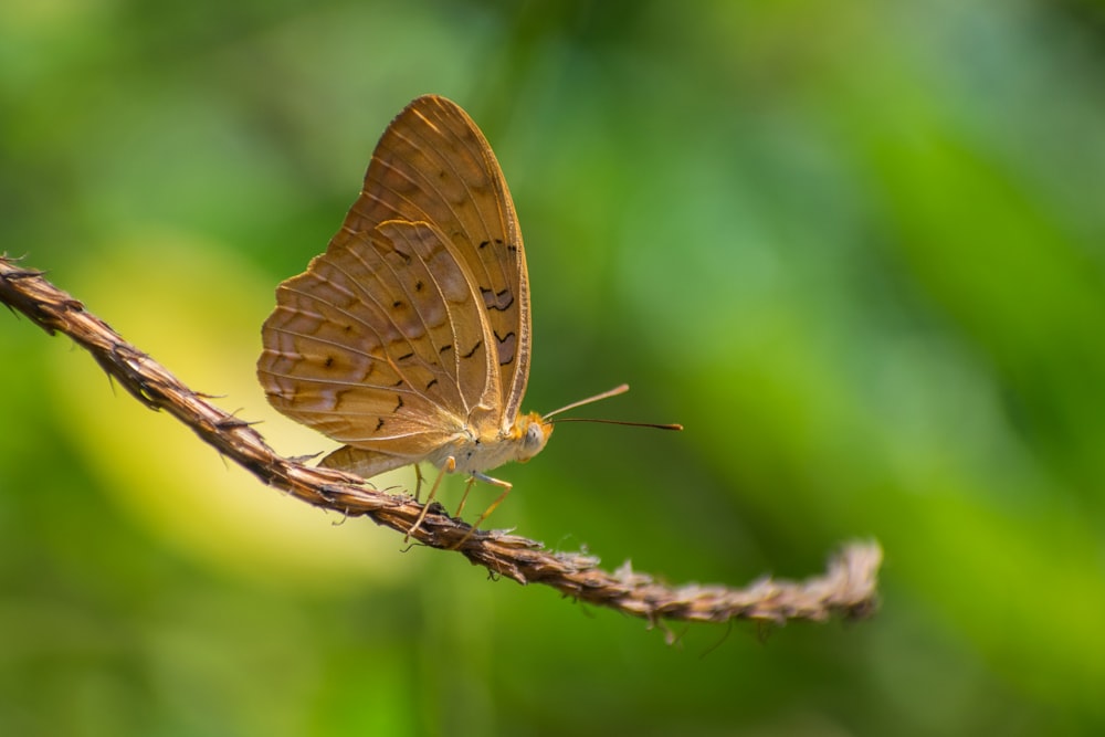 a small brown butterfly sitting on a twig