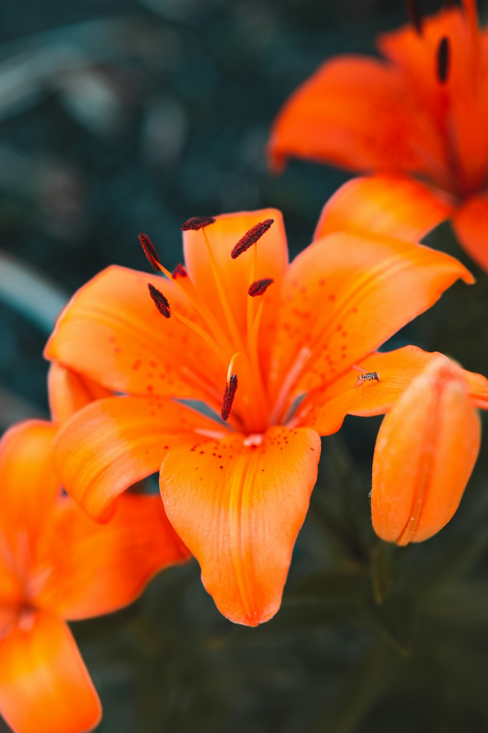 a close up of some orange flowers near one another