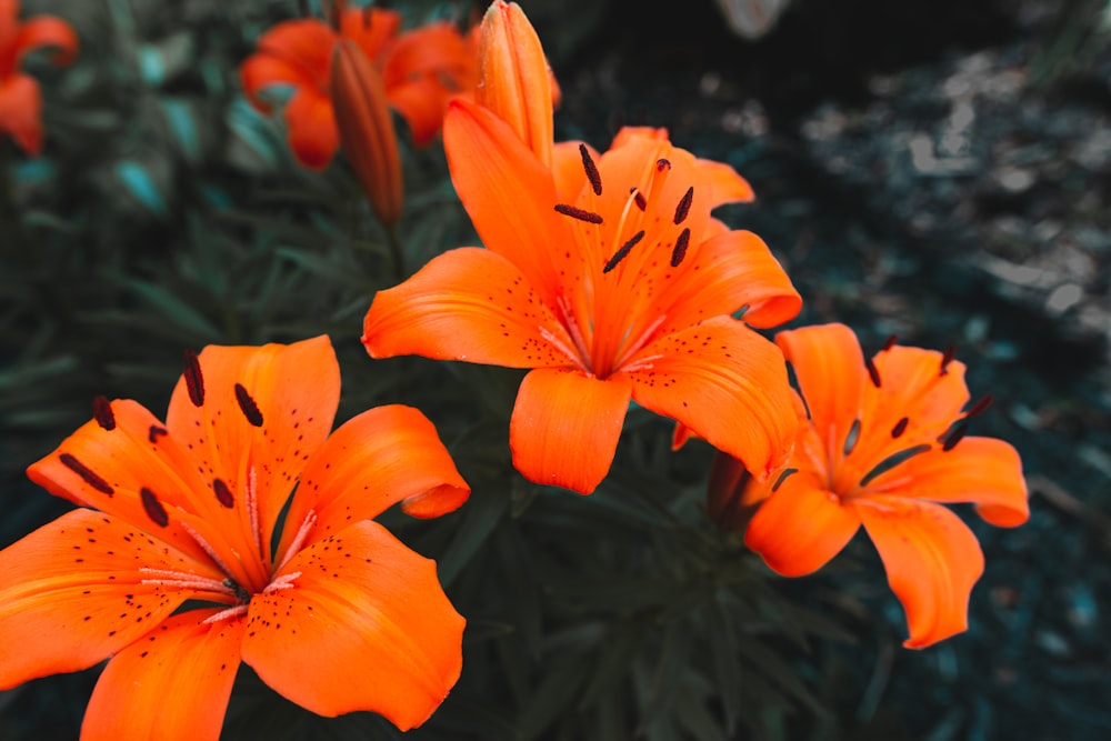 a group of orange flowers in a garden