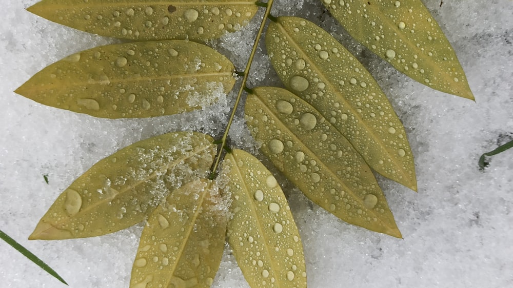 a close up of a leaf with water droplets on it