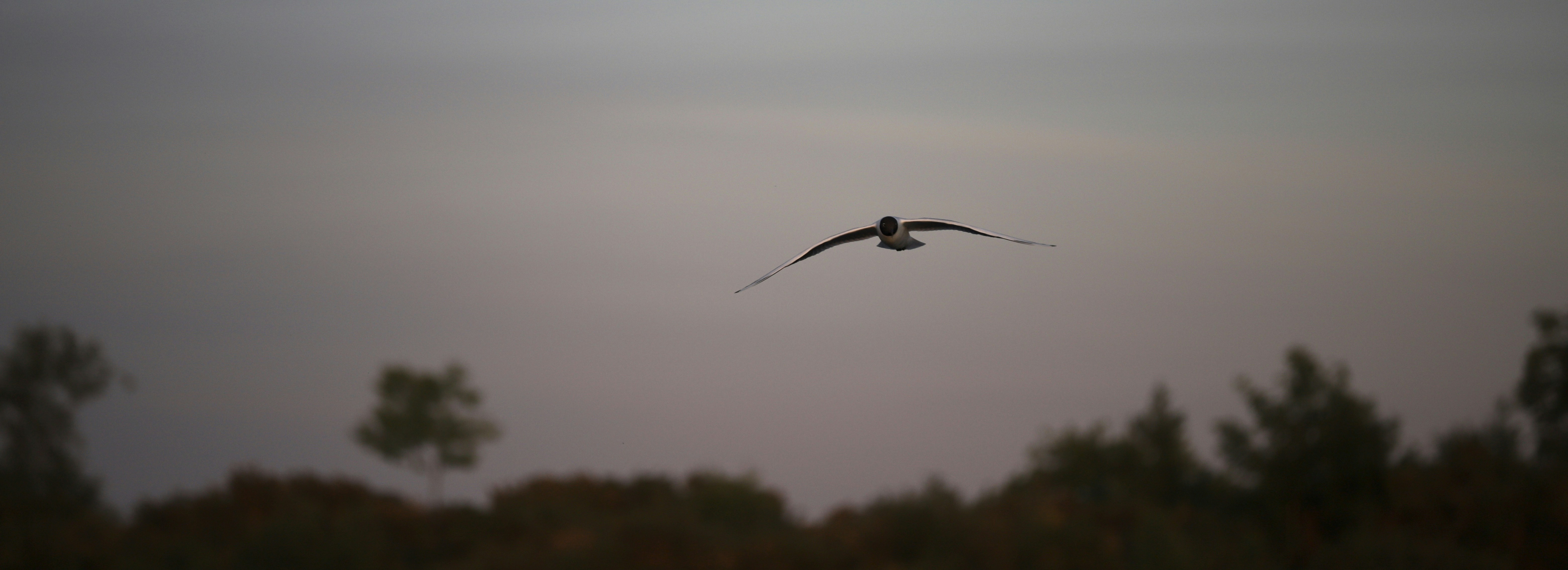 汉普希尔代尔夫特中心酒店