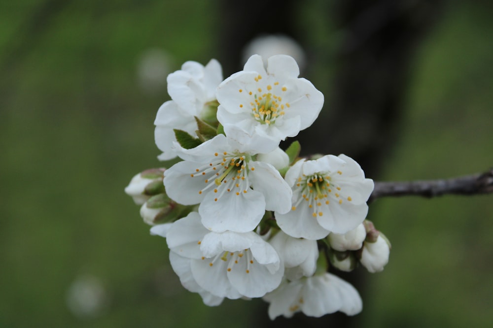 a close up of some white flowers on a tree