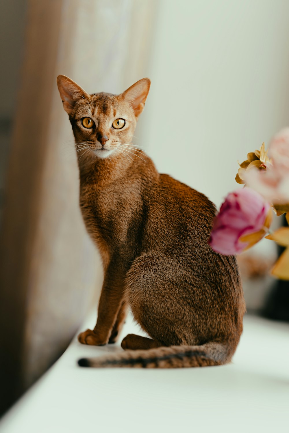 a cat sitting on top of a table next to a vase of flowers