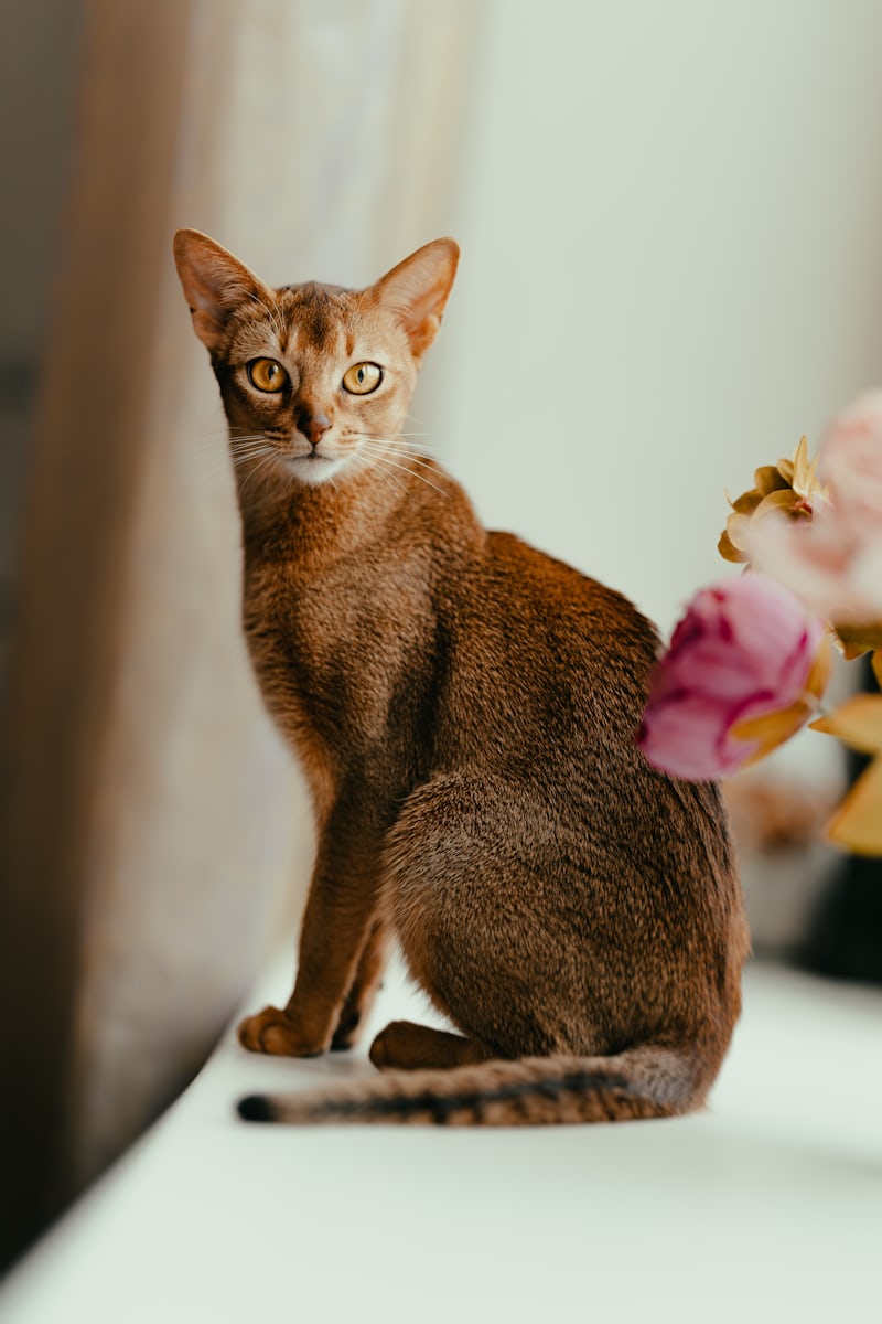 Abyssinian cat hypoallergenic- lets find out