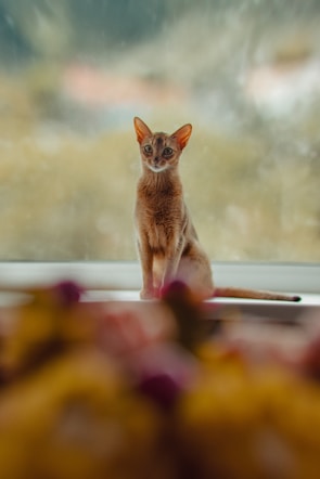 A sleek, elegant cat is sitting on a windowsill, looking directly at the camera with curious eyes. The background appears softly blurred, highlighting the cat's poised posture. The foreground contains out-of-focus flowers that add a splash of color to the scene.