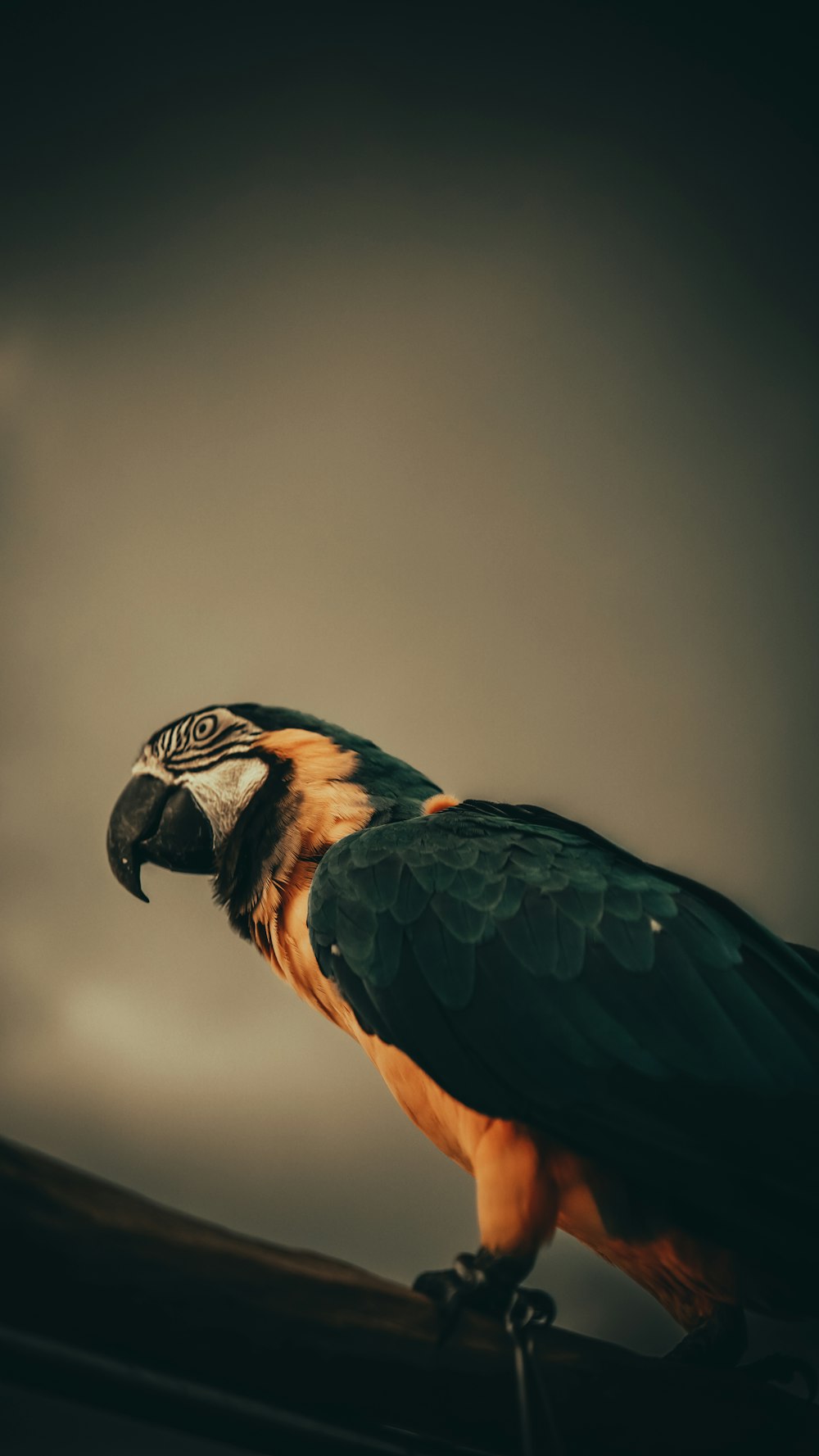 a parrot perched on top of a wooden pole