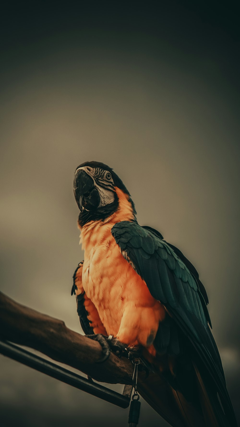 a colorful bird sitting on top of a tree branch