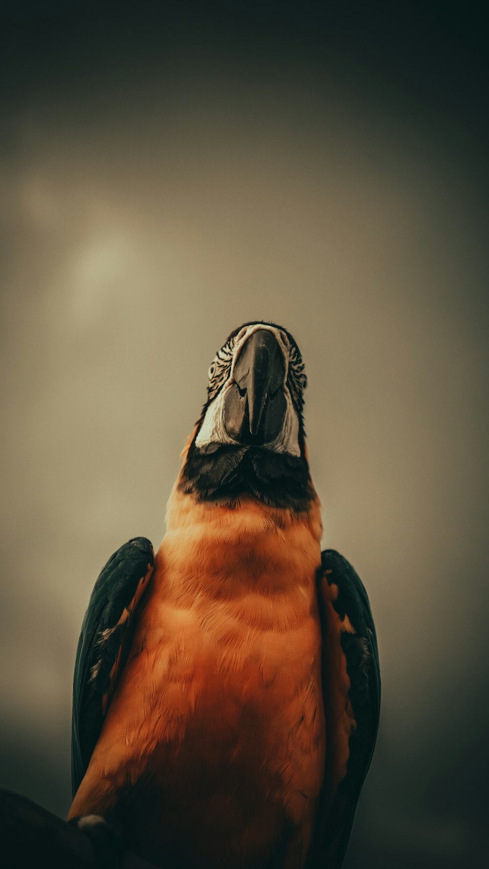 a close up of a bird with a sky background