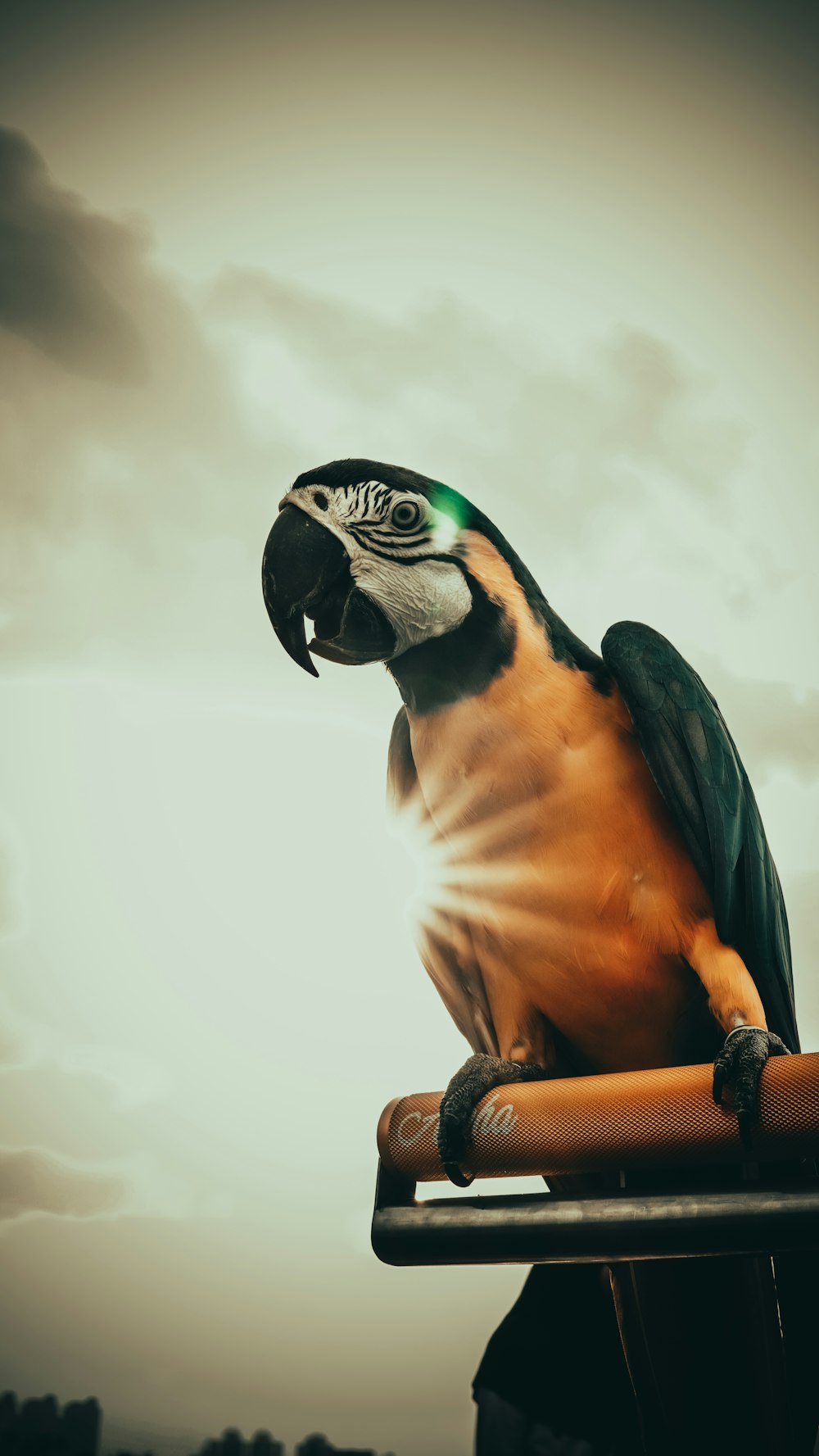 a parrot sitting on top of a metal bar