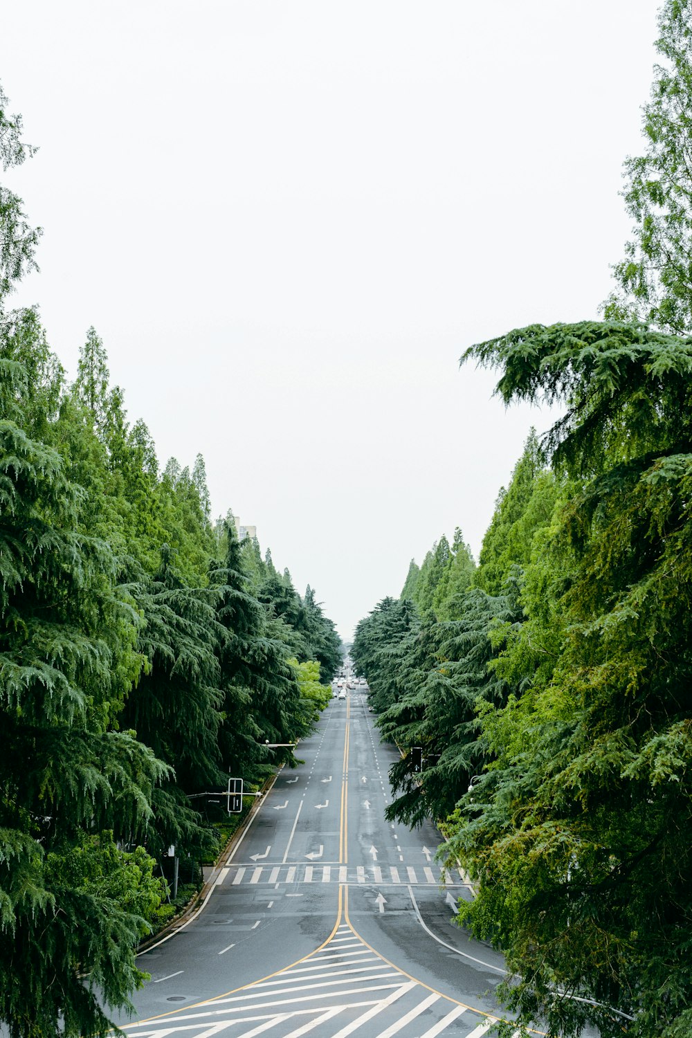 Eine lange, leere Straße, umgeben von grünen Bäumen