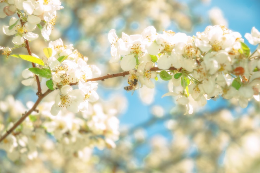 a bee is sitting on a branch of a blossoming tree