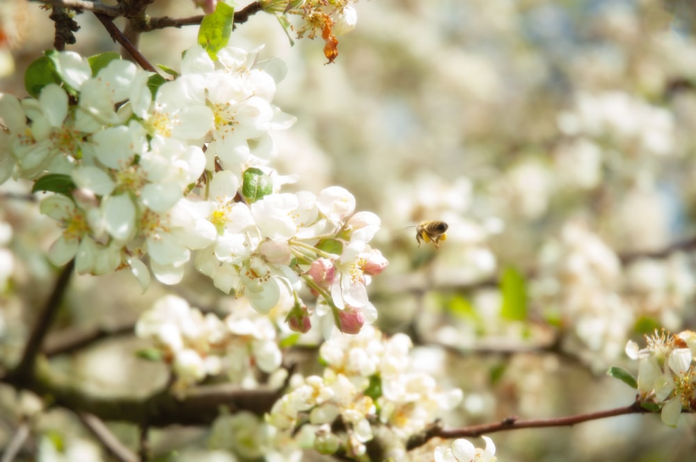 a bee is sitting on a branch of a flowering tree