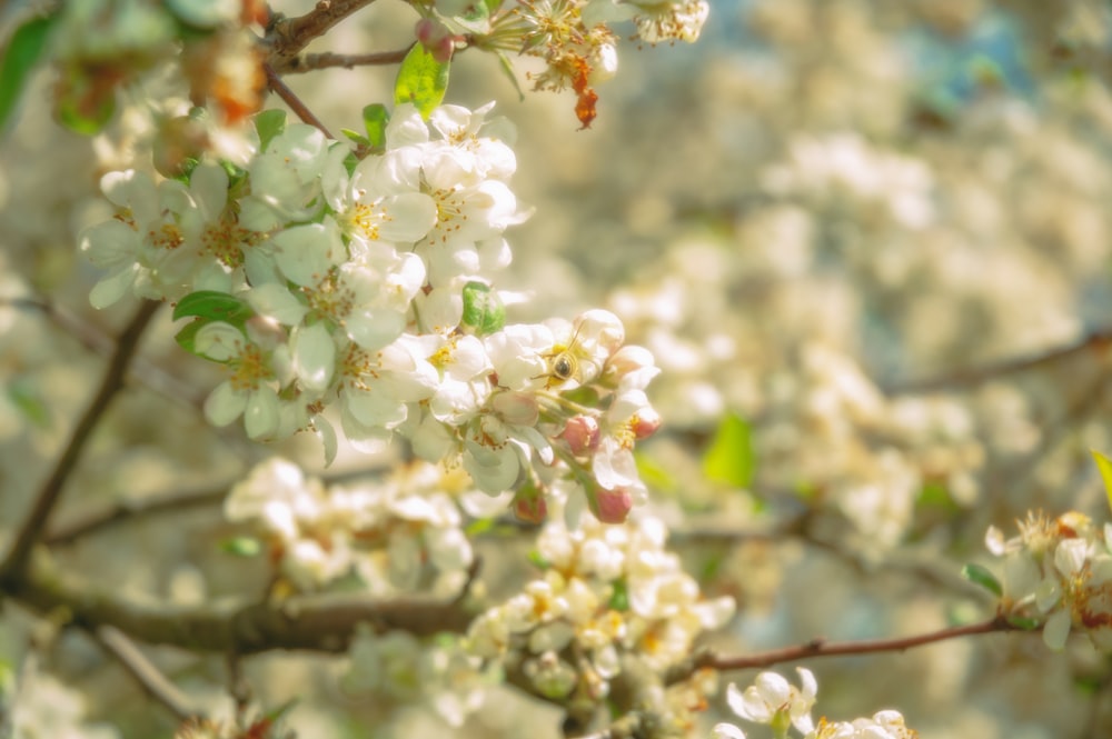 a close up of a tree with white flowers