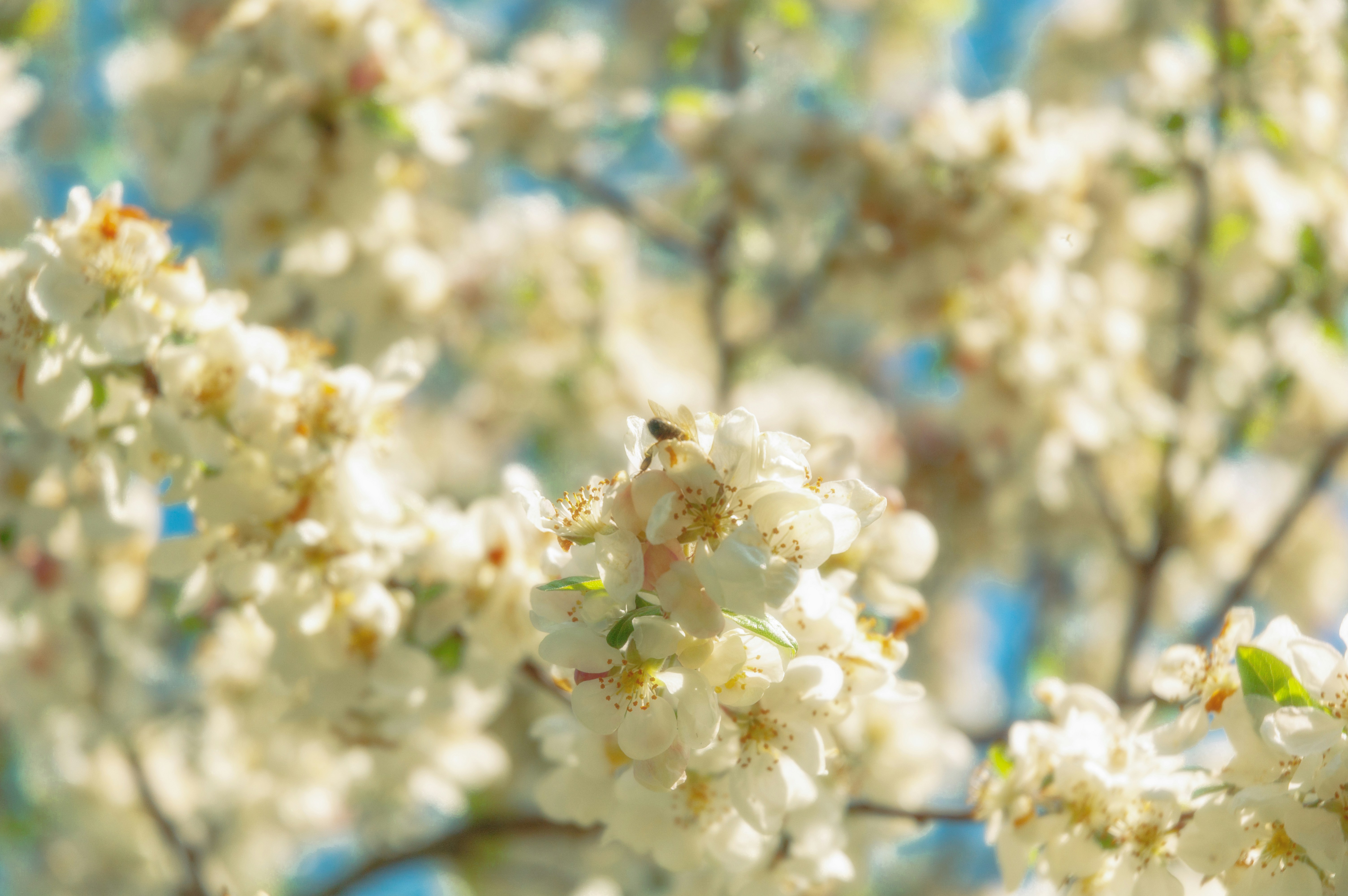 Photo by gabrielb2007