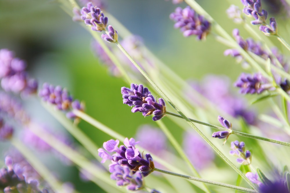 a close up of a bunch of purple flowers