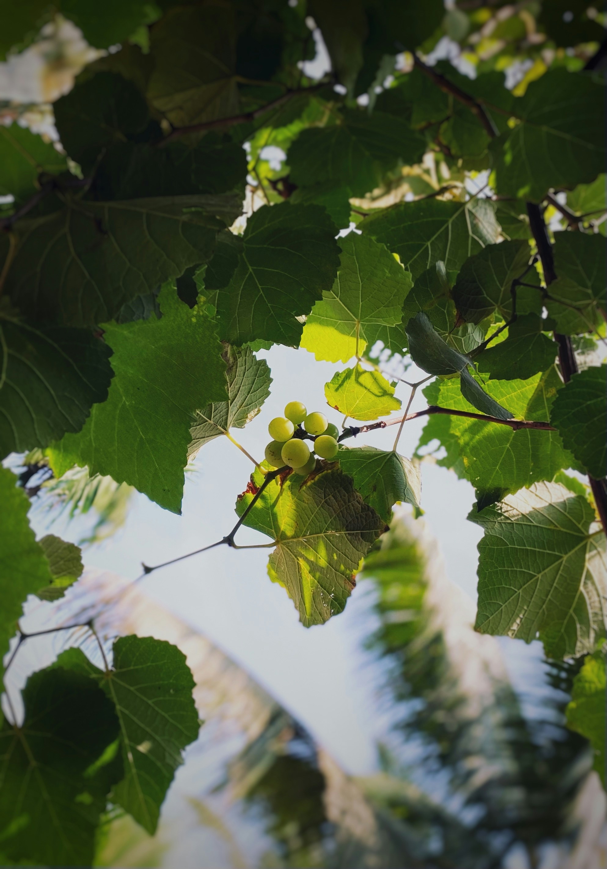 Photo by nershel_2070