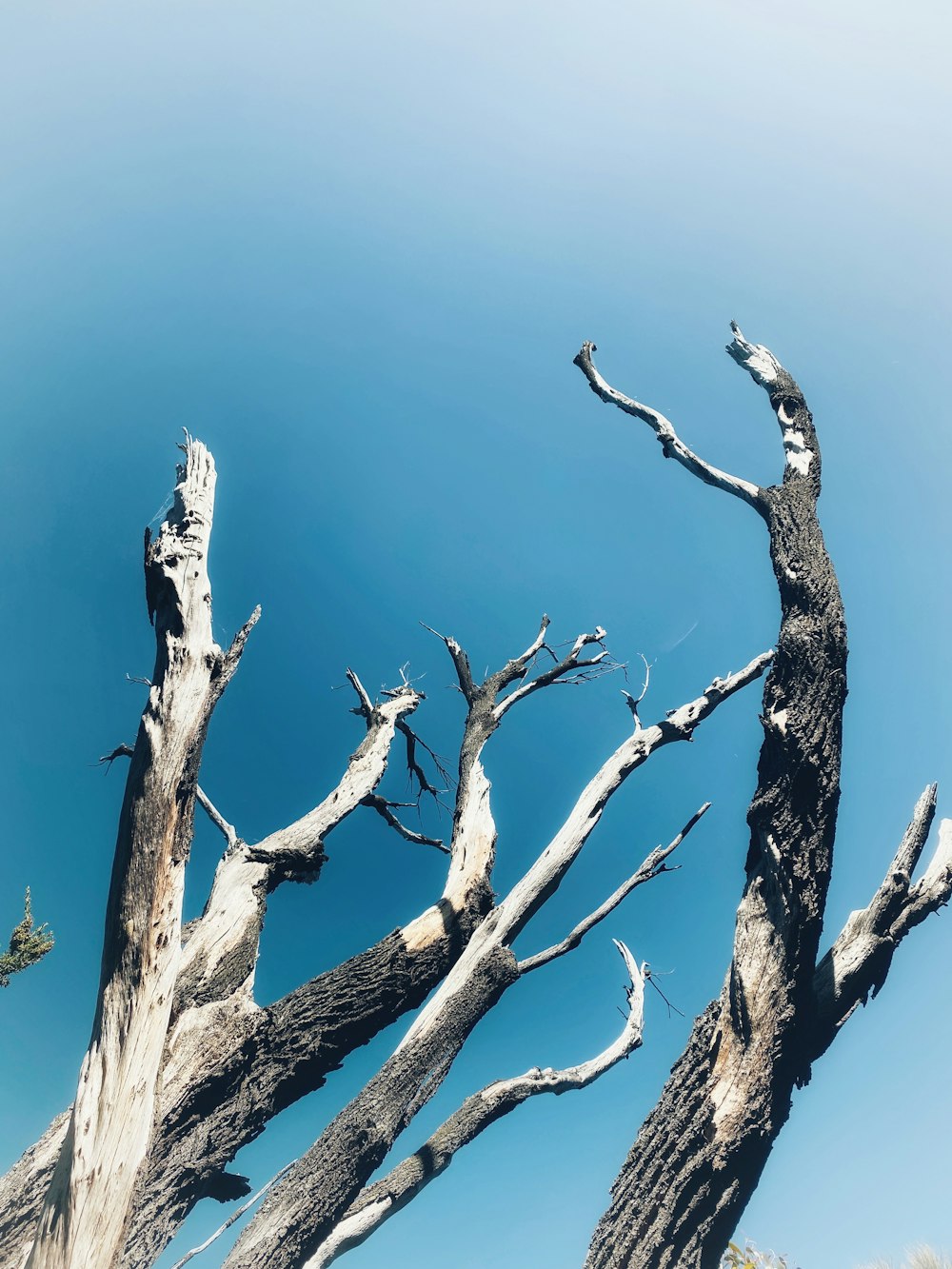 a dead tree with no leaves on it