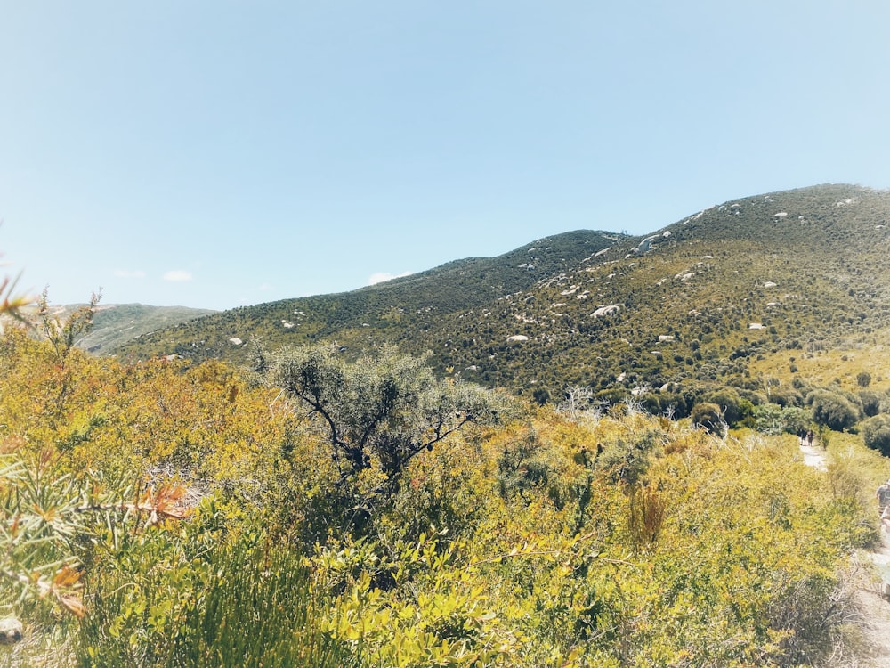 a view of a mountain with trees and bushes in the foreground