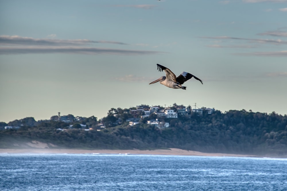 Un pájaro volando sobre un cuerpo de agua