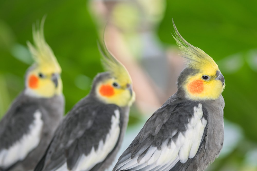 three birds with yellow and grey feathers are standing next to each other