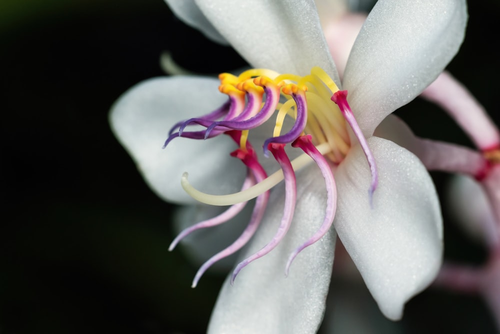 a close up of a white flower with yellow and purple stamens