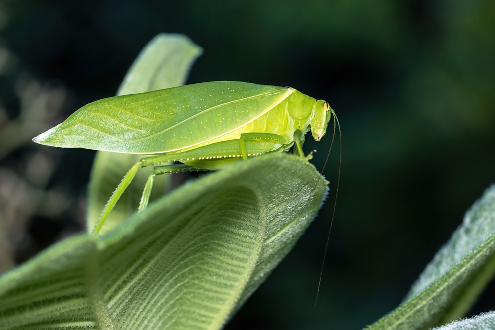 a close up of a green insect on a leaf