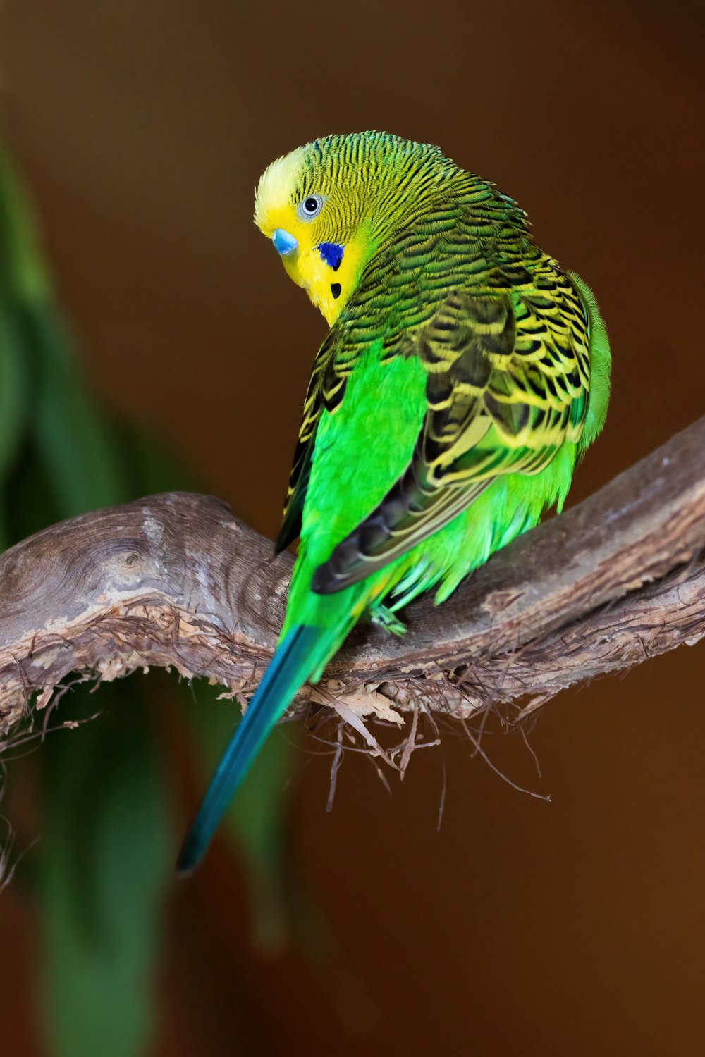 a green and yellow parakeet sitting on a branch