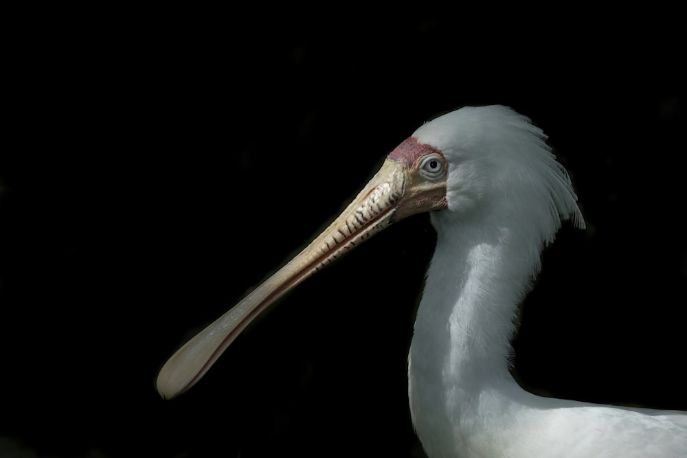 a close up of a bird with a long beak