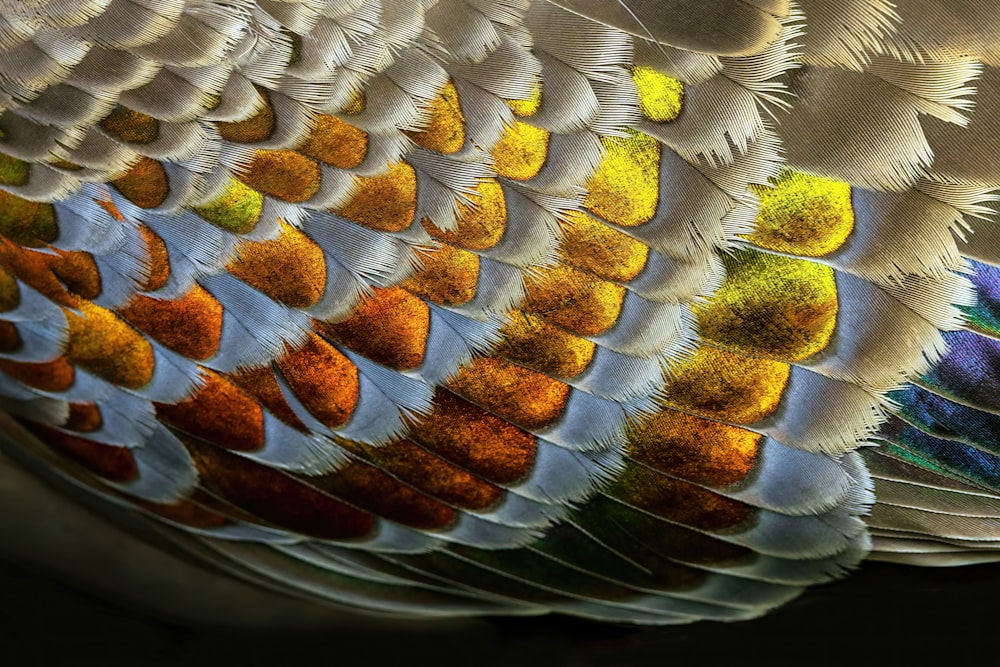 a close up of a colorful bird's feathers