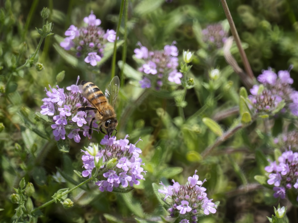 a bee sitting on top of a purple flower