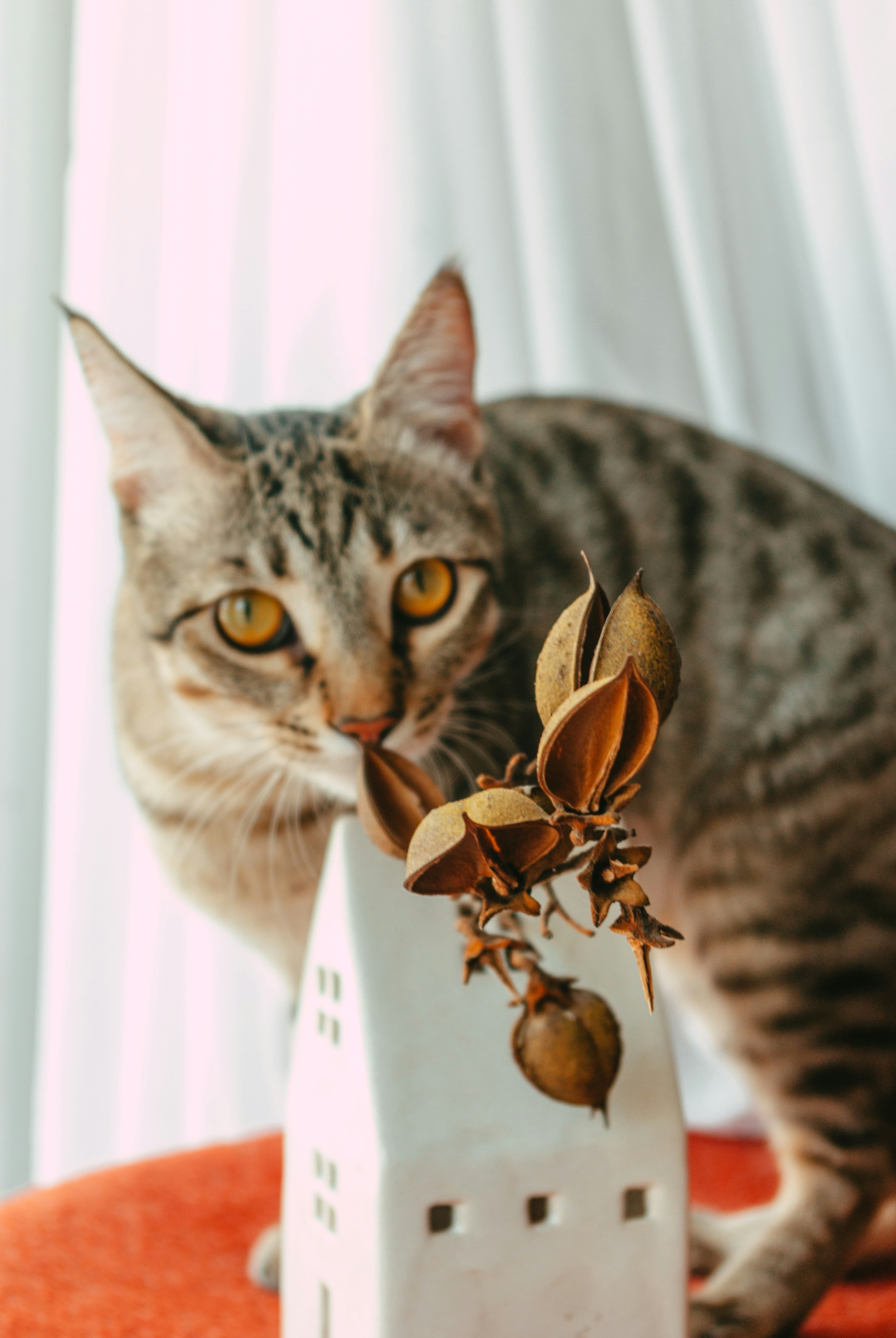 5. Olive: The Mediterranean Marvel (image credits: unsplash)