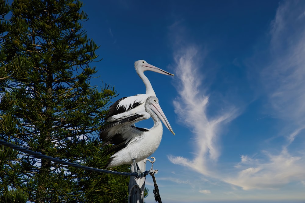 a pelican is perched on a power line